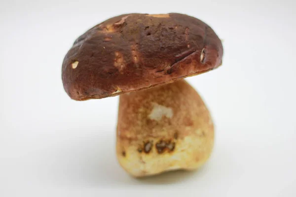 Gran Boletus Edulis Aislado Sobre Fondo Blanco Cerca — Foto de Stock