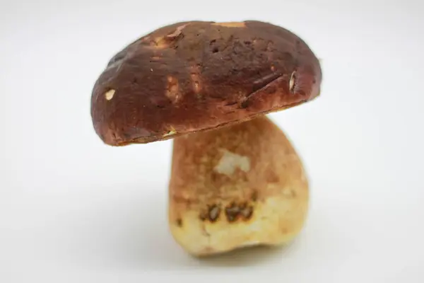 Gran Boletus Edulis Aislado Sobre Fondo Blanco Cerca — Foto de Stock