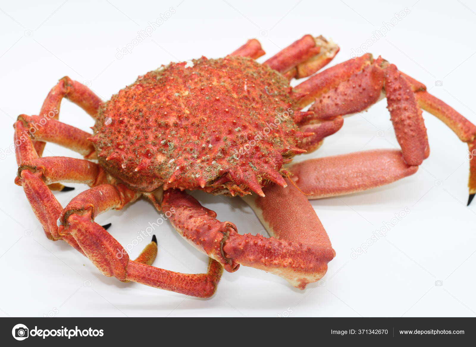 Spider Crab Cooked