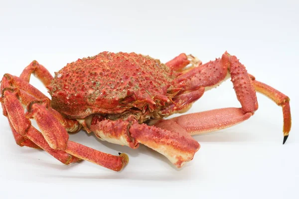 Crabe Araignée Européenne Crabe Araignée Épineux Crabe Araignée Épineux Cuit — Photo