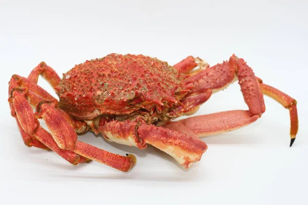 Centolle Crabe Cuit Isolé Sur Fond Blanc — Photo