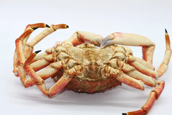 Cooked Crab Centolla Isolated White Background — Stock Photo, Image