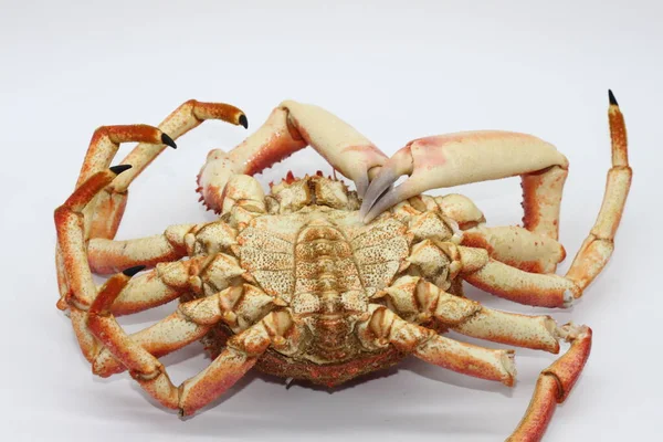 Cooked Crab Centolla Isolated White Background — Stock Photo, Image