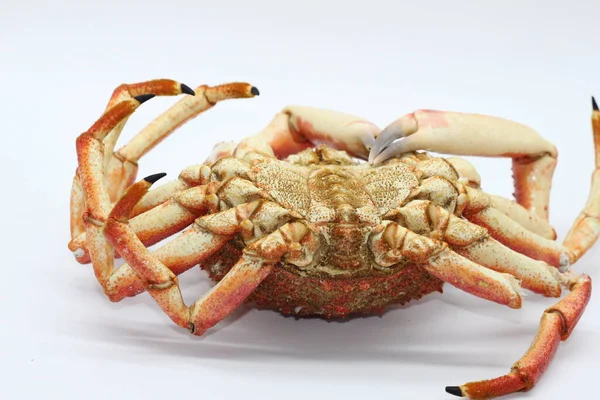 European Spider Crab Spiny Spider Crab Spinous Spider Crab Cooked — Stock Photo, Image