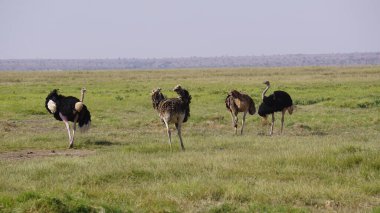 Kenya, Afrika 'daki Amboseli Ulusal Parkı' nda özgürlük devekuşları