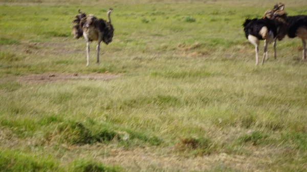 Strusie Parku Narodowym Amboseli Kenii Afryka — Zdjęcie stockowe
