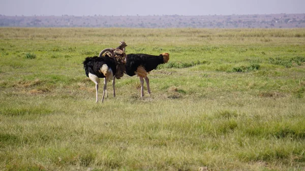 Strauße Amboseli Nationalpark Kenia Afrika — Stockfoto