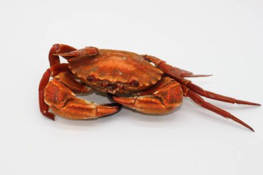 Beyaz arkaplanda pişmiş kırmızı yengeç