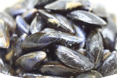 Beyaz arkaplanda siyah kaya midyeleri