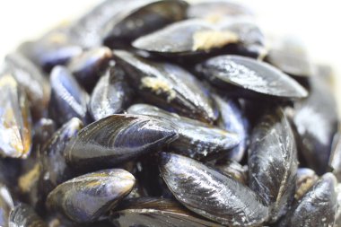 Beyaz arkaplanda siyah kaya midyeleri