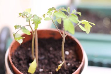 Küçük bir tencerede domates bitkisi