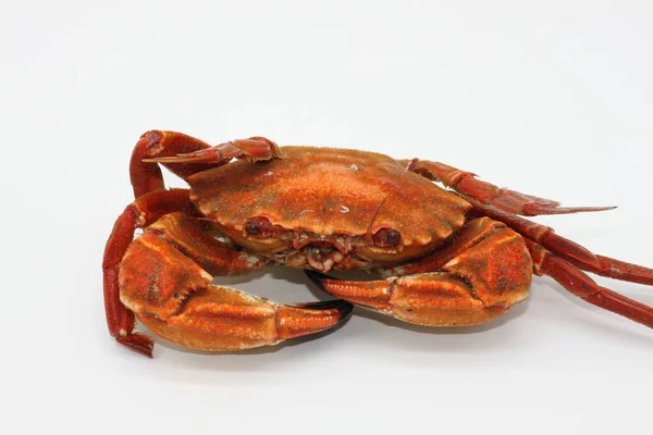 Cooked Red Crabs White Background — Stock Photo, Image