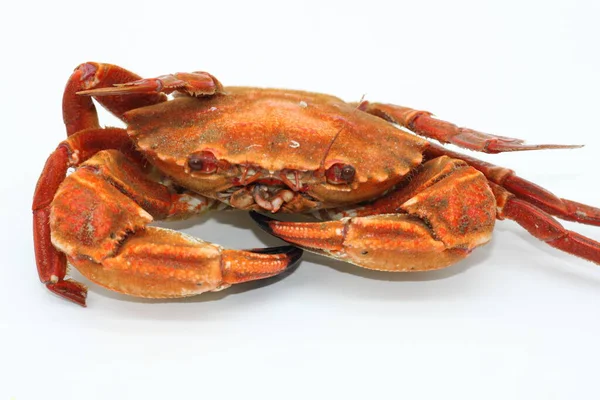 Crabes Rouges Cuits Sur Fond Blanc — Photo