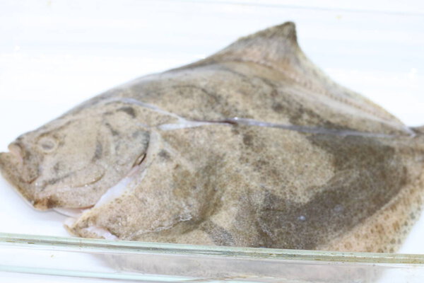 turbot for cooking in the oven