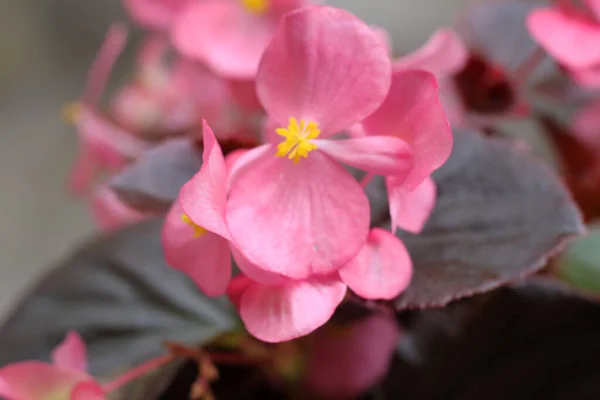 Begoa Flowers Pot — Stock Photo, Image