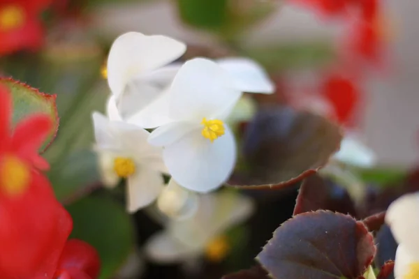 黄色いハートの白い花 — ストック写真