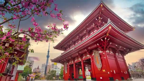 Tokyo Sensoji-ji, Tempio di Asakusa, Giappone. Petali Sakura nel vento. 4K. Animazione Parallax 3D — Video Stock