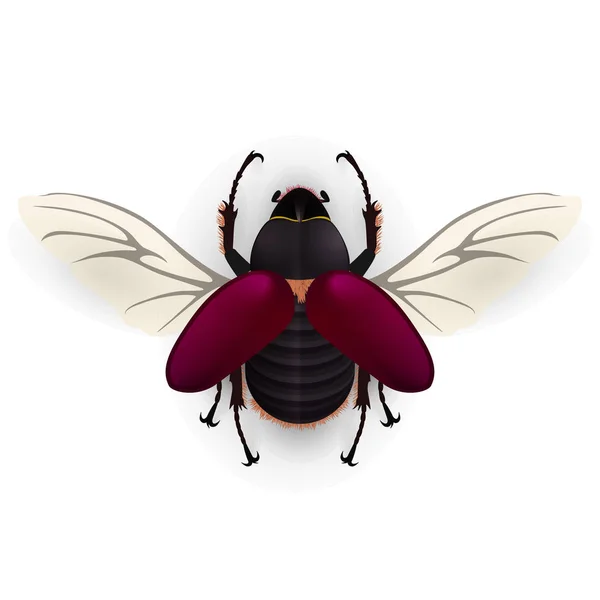 Rhino beetle flying — Stock Vector
