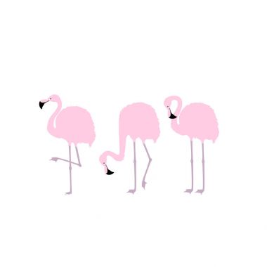 Üç pembe flamingolar.