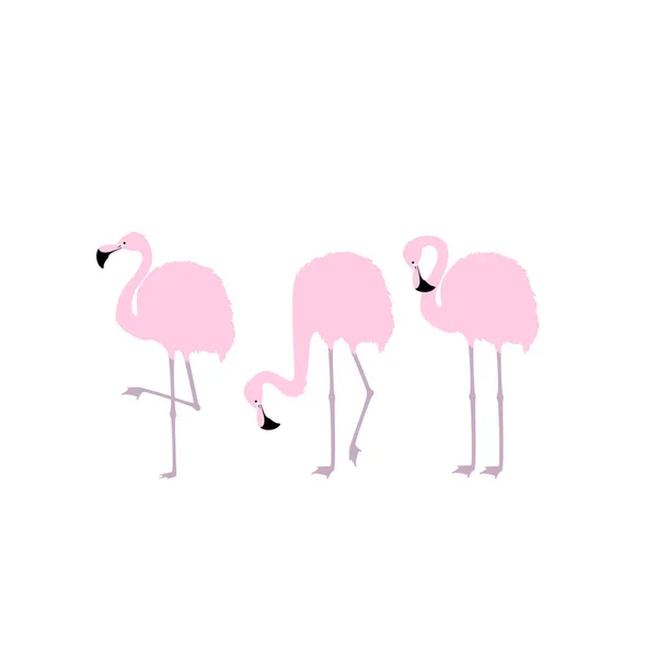 Drei rosa Flamingos. — Stockvektor