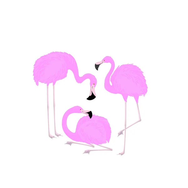Tre rosa flamingos — Stock vektor