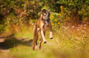 Güzel ve neşeli vipet köpek veya alan alanında çalışan köpek