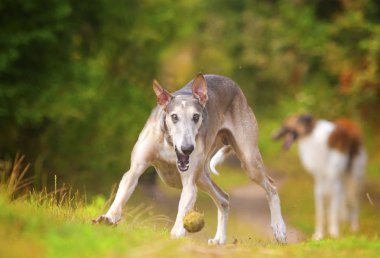 Güzel ve neşeli vipet köpek veya alan alanında çalışan köpek