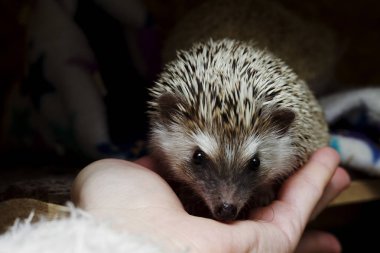 small and cute hedgehog is curious sniffs the hand of the breede clipart