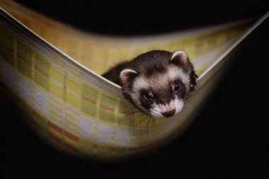 Cute young ferret or weasel in his cage clipart