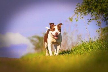 Güzel mutlu ve neşeli, genç ve oynak köpek doğurmak Americ