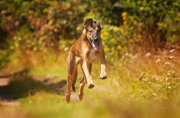 Bonito e alegre cão vipet ou cachorro correndo no campo de campo em — Fotografia de Stock