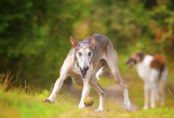 Όμορφα και χαρούμενα vipet σκυλί ή το κουτάβι που τρέχει στο πεδίο πεδίο στην — Φωτογραφία Αρχείου
