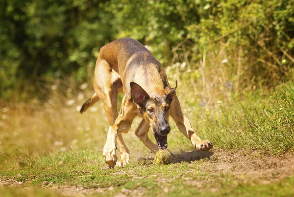 Мбаппе и веселая виппетовая собака или щенок, бегающий по полю — стоковое фото