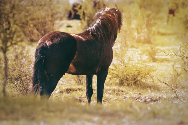 Wild Exmoor Pony é o selvagem na reserva, primavera e pôr do sol — Fotografia de Stock