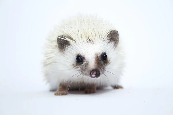 Beautiful cute hedgehog ( african pygmy hedgehog ) in white back — Stock Photo, Image