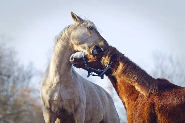 Dois garanhões jovens da raça quarto cavalo e criação luta — Fotografia de Stock