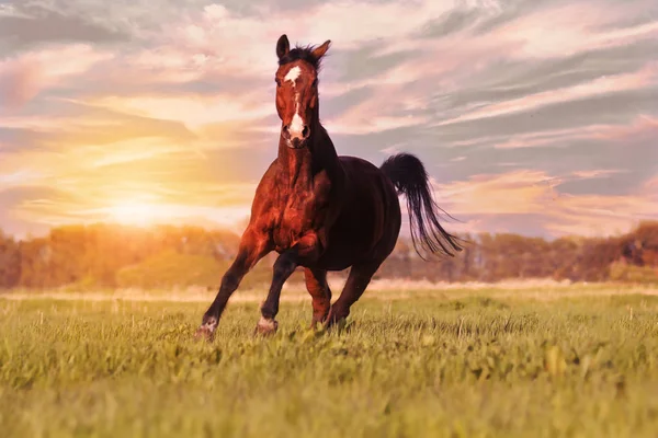 bir güzel sıcak kanlı kahverengi at ile beyaz blaze daha