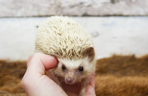 Young woman holds in hands of a baby hedgehog — Stock Photo, Image