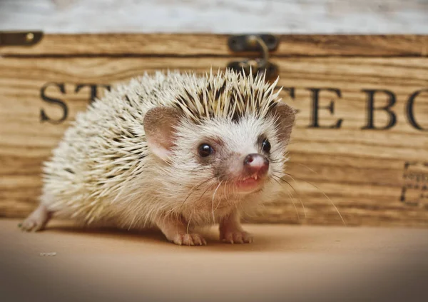 Beautiful and cute hedgehog with vintage gift  box — Stock Photo, Image