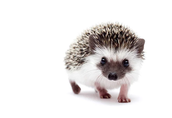 Beautiful dark young cute hedgehog goes to you on a white backgr — Stock Photo, Image