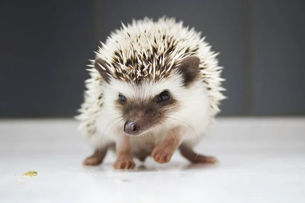 Beautiful and cheerful cute hedgehog — Stock Photo, Image