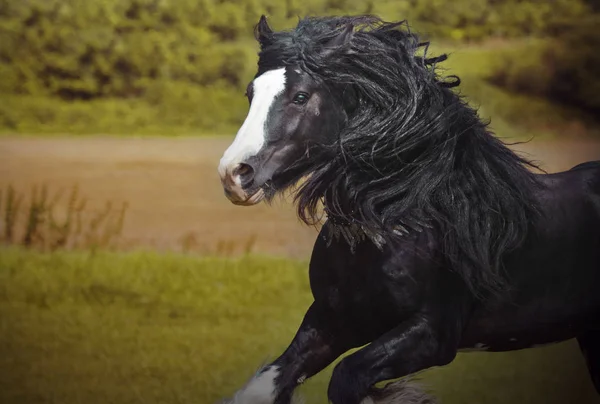 Svarta hingsten: Irish cob, tinker, gypsy häst, kör i w — Stockfoto