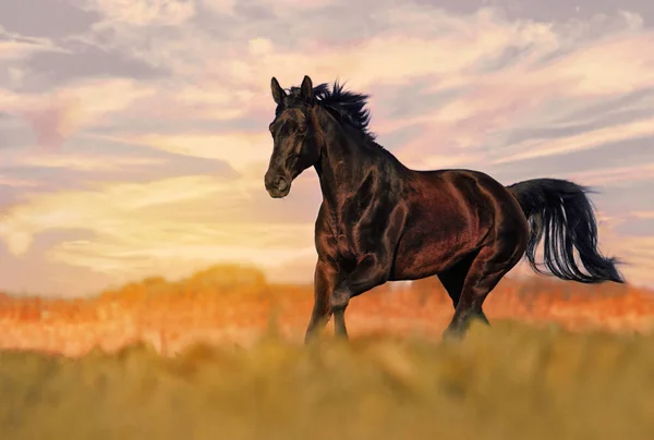 Beautiful wild black stallion galloping freely outdoors in a mea — Stock Photo, Image