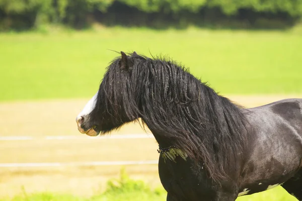 Όμορφο άγριο μαύρο stallion ιρλανδική cob, σπάδικας τσιγγάνων, ιρλανδική Γανωτής — Φωτογραφία Αρχείου