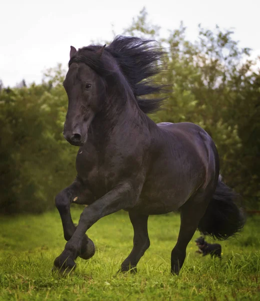 Bonito preto friesiano selvagem cavalo garanhão correndo na natureza — Fotografia de Stock