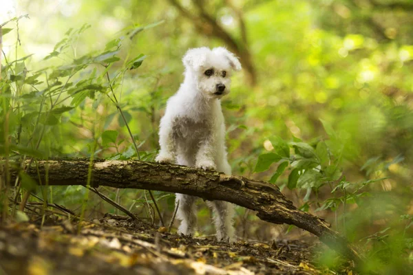 Bellissimo cucciolo seduto sul ramo nella foresta in estate weat — Foto Stock