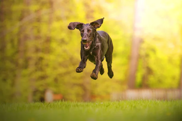 Hermoso perro joven Raza: perro europeo de vela corre y salta o Imagen De Stock