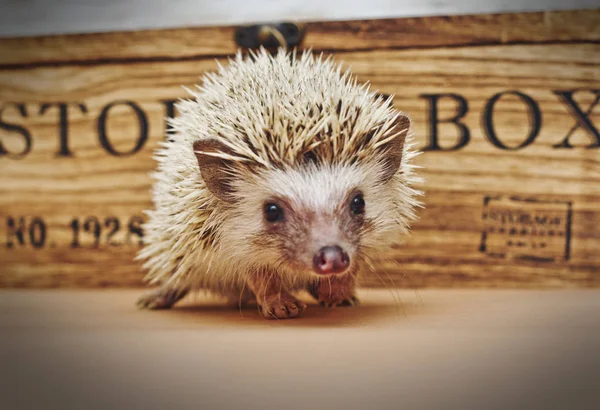 Beautiful and cute hedgehog with vintage gift  box — Stock Photo, Image