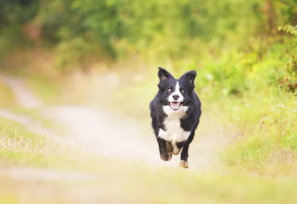 Schöne und fröhliche junge schwarz-weiße Border Collie Runni — Stockfoto