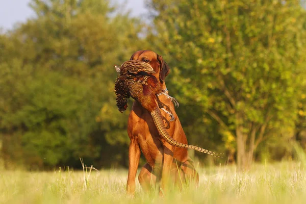 Beautiful young and guided hunting dog breed Rhodesian Ridgeback — Stock Photo, Image